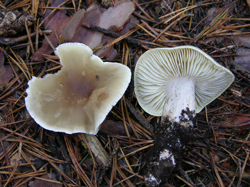 Nei boschi del mauretto..quando il gatto non c''�...